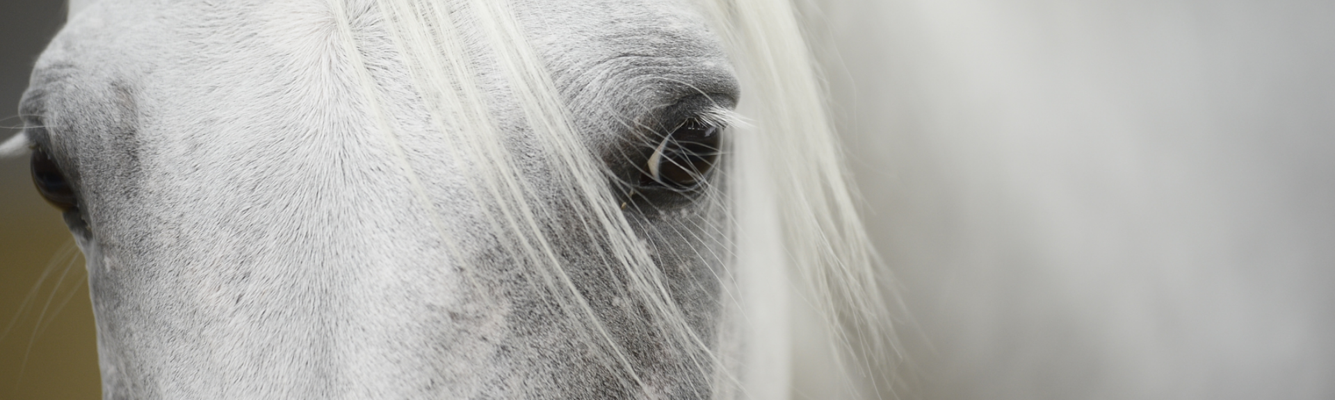 Al Shaqab